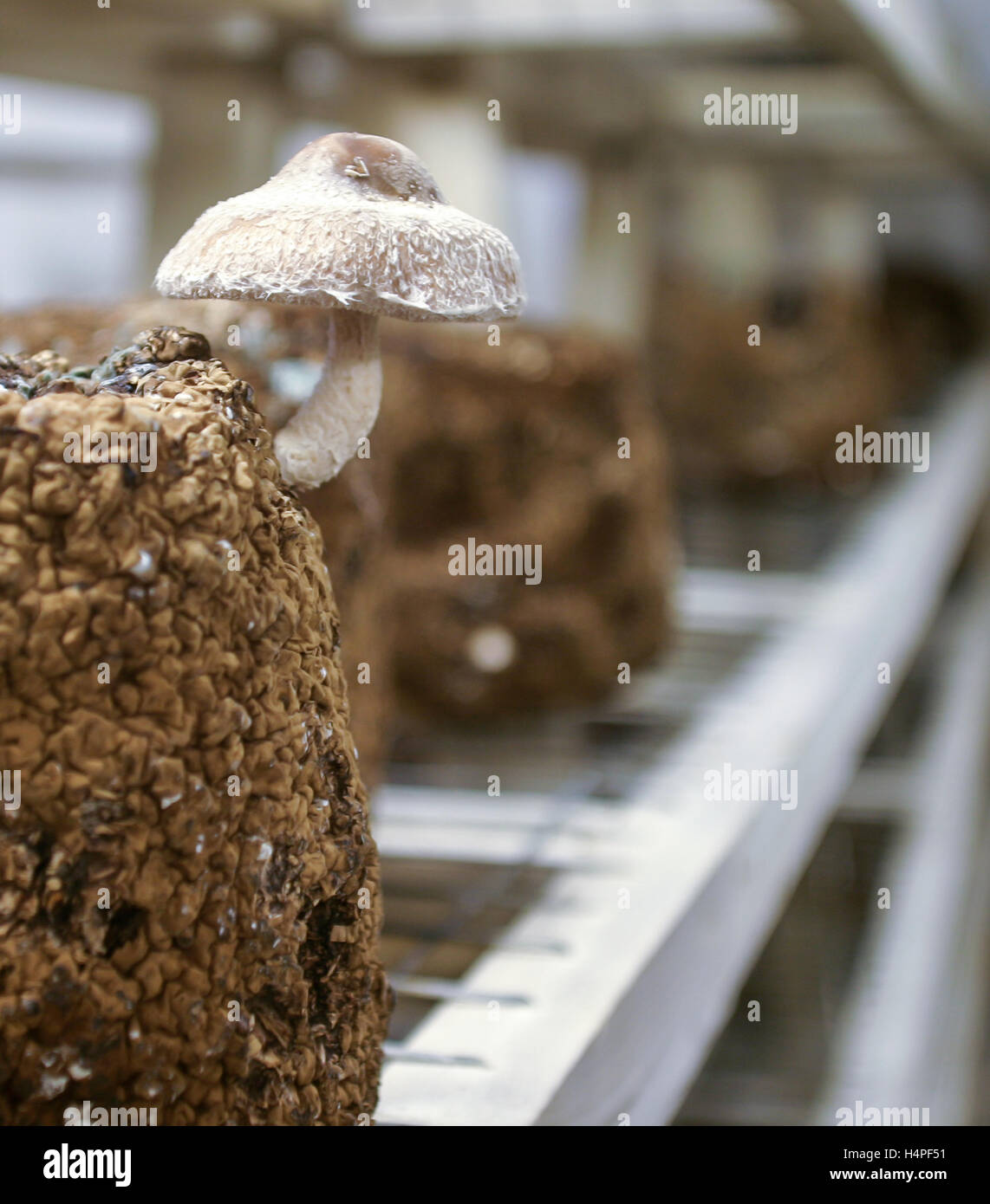 Funghi Shitake crescere all'interno di un clima controllato sulla serra di una azienda agricola di famiglia in a sudovest Ontario, Canada. Foto Stock