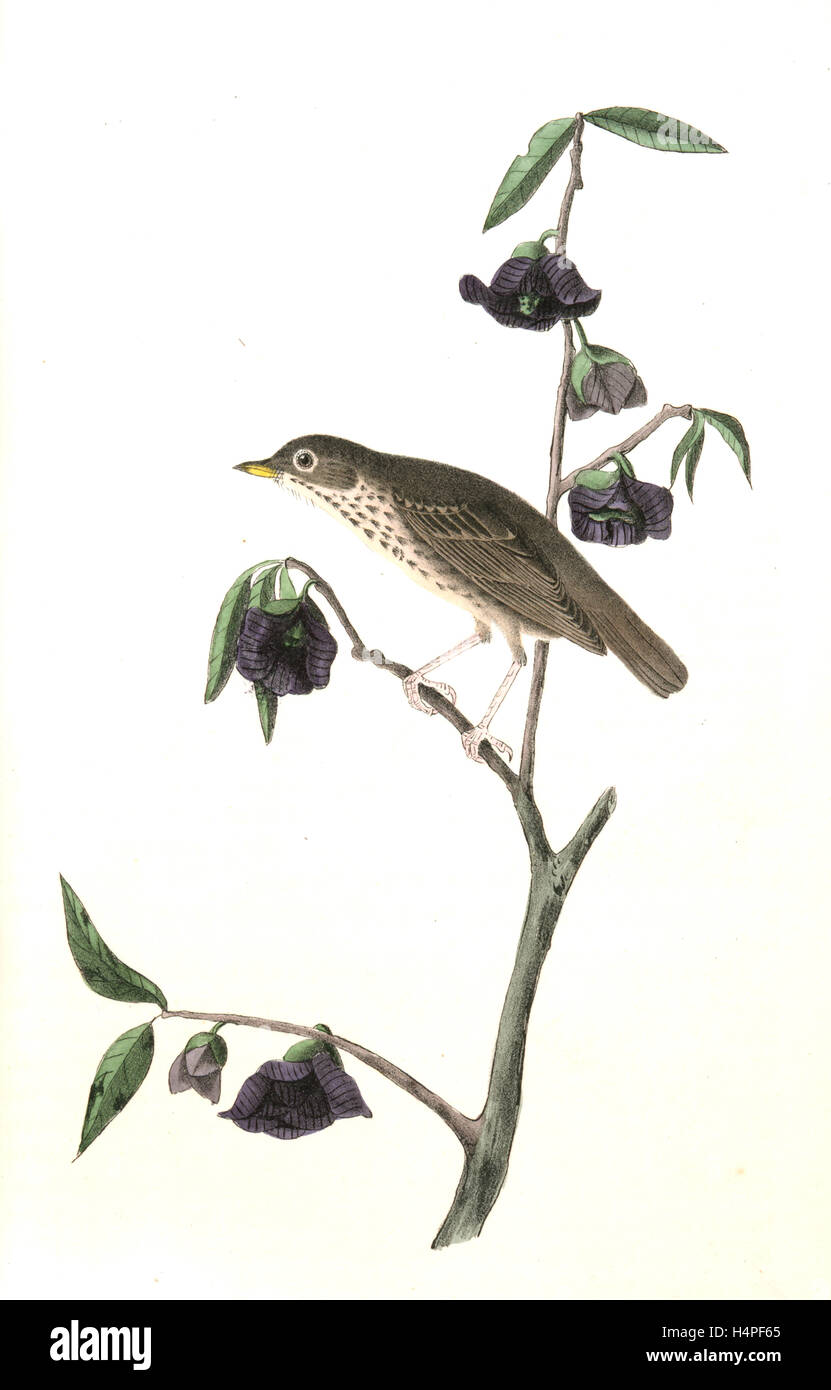 Tordo nana . Maschio. (Impianto: Porcelia Triloba), Audubon, Giovanni Giacomo, 1785-1851 Foto Stock