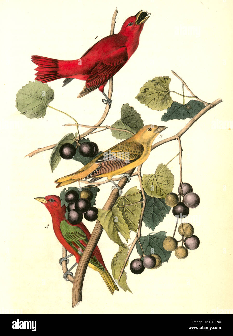Estate rosso-bird. 1. Maschio. 2. Femmina. 3. I giovani di sesso maschile. (Wild Moscato. Vitis rotundifolia, Mich), Audubon, Giovanni Giacomo, 1785-1851 Foto Stock