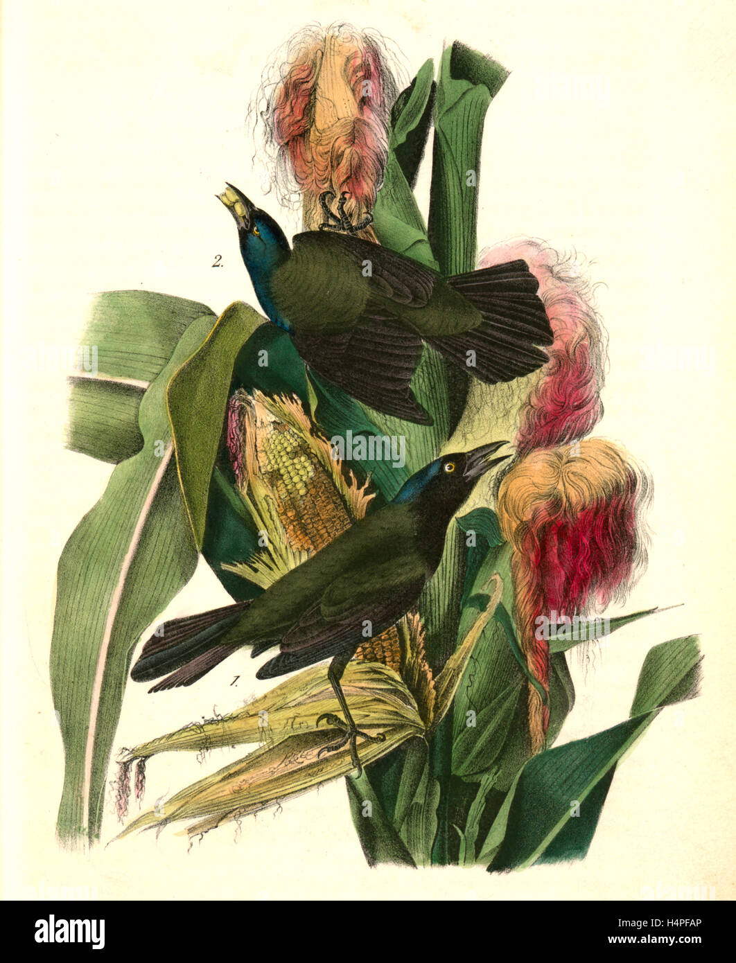 Comune Crow-Blackbird viola. 1. Maschio. 2. Femmina. (Mais o granoturco. [Zea Mays]), Audubon, Giovanni Giacomo, 1785-1851 Foto Stock