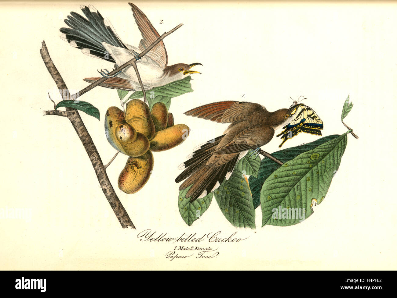 Giallo-fatturati cuculo. 1. Maschio. 2. Femmina. (Papaw Tree. [Porcelia triloba])., Audubon, Giovanni Giacomo, 1785-1851 Foto Stock