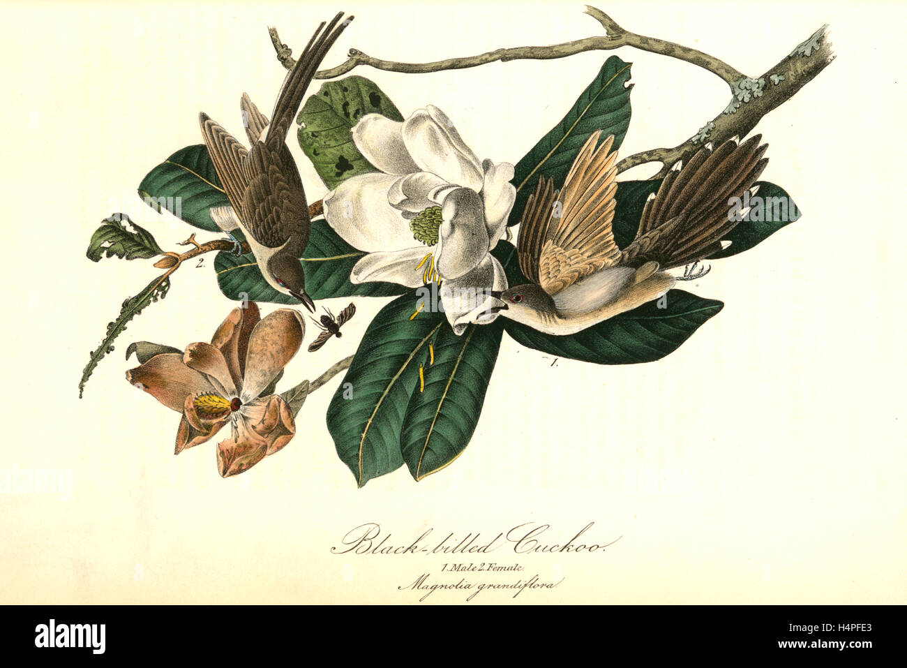 Nero-fatturati cuculo. 1. Maschio. 2. Femmina. (Magnolia grandiflora)., Audubon, Giovanni Giacomo, 1785-1851 Foto Stock