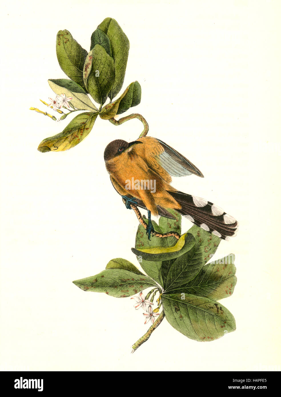 Mangrove cuculo. Maschio. (Sette anni apple.), Audubon, Giovanni Giacomo, 1785-1851 Foto Stock