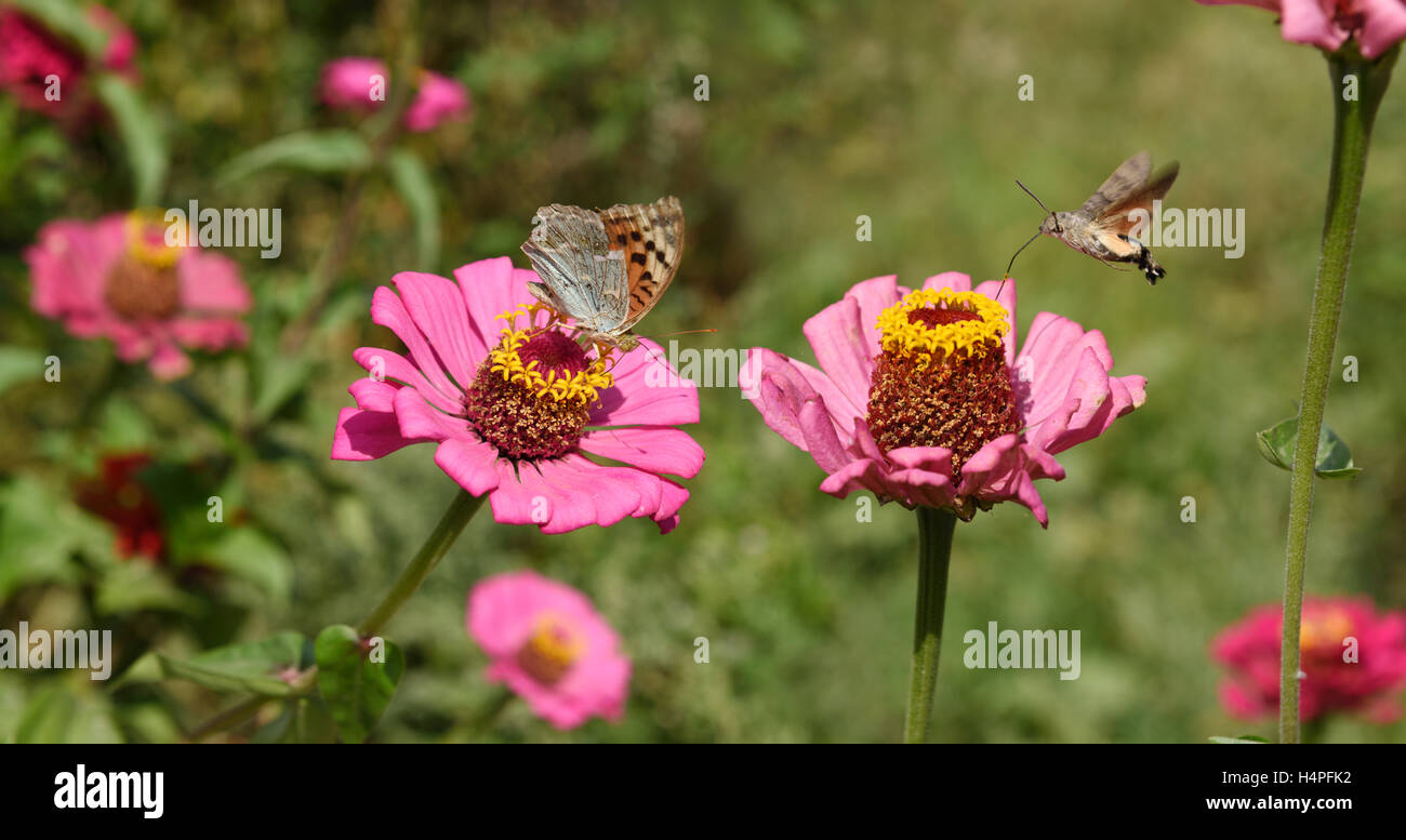 Il cardinale a farfalla e hummingbird hawk moth su zinnia fiori Kazakistan Foto Stock