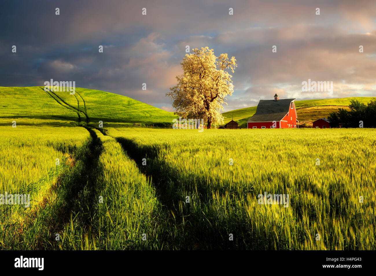 Granaio rosso e fiorito albero con dolci colline di grano e i cingoli del trattore. Il Palouse vicino Colfax, Washington Foto Stock