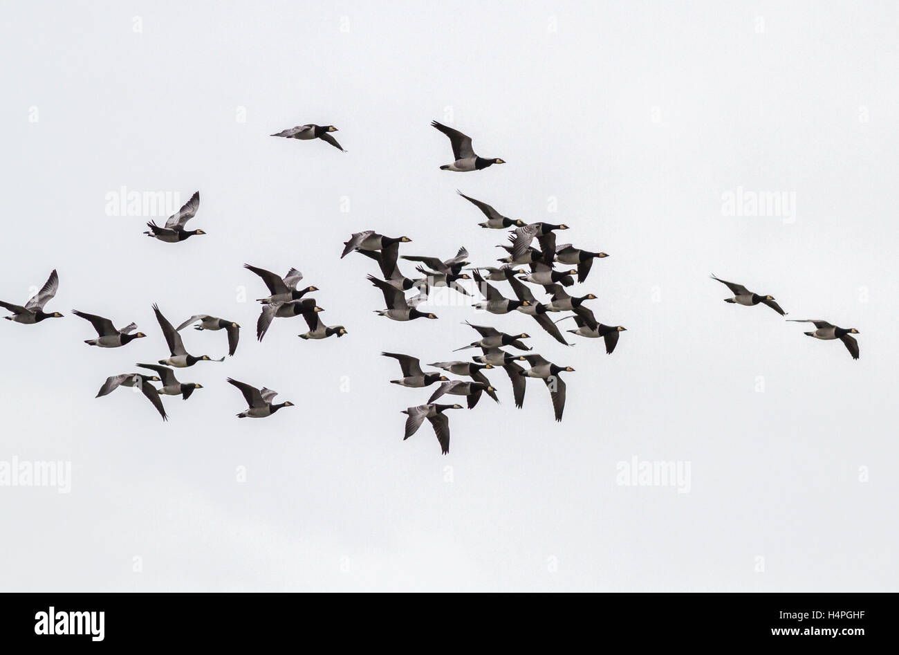 Oche facciabianca in volo e di svernamento a Loch Strathbeg, vicino Fraserburgh, Scozia Foto Stock