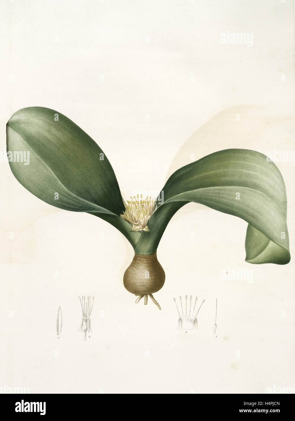 Massonia angusti-folia, Massonia Zeyheri; Massonie à feuilles étroites, Redouté, Pierre Joseph, 1759-1840, les liliacees Foto Stock
