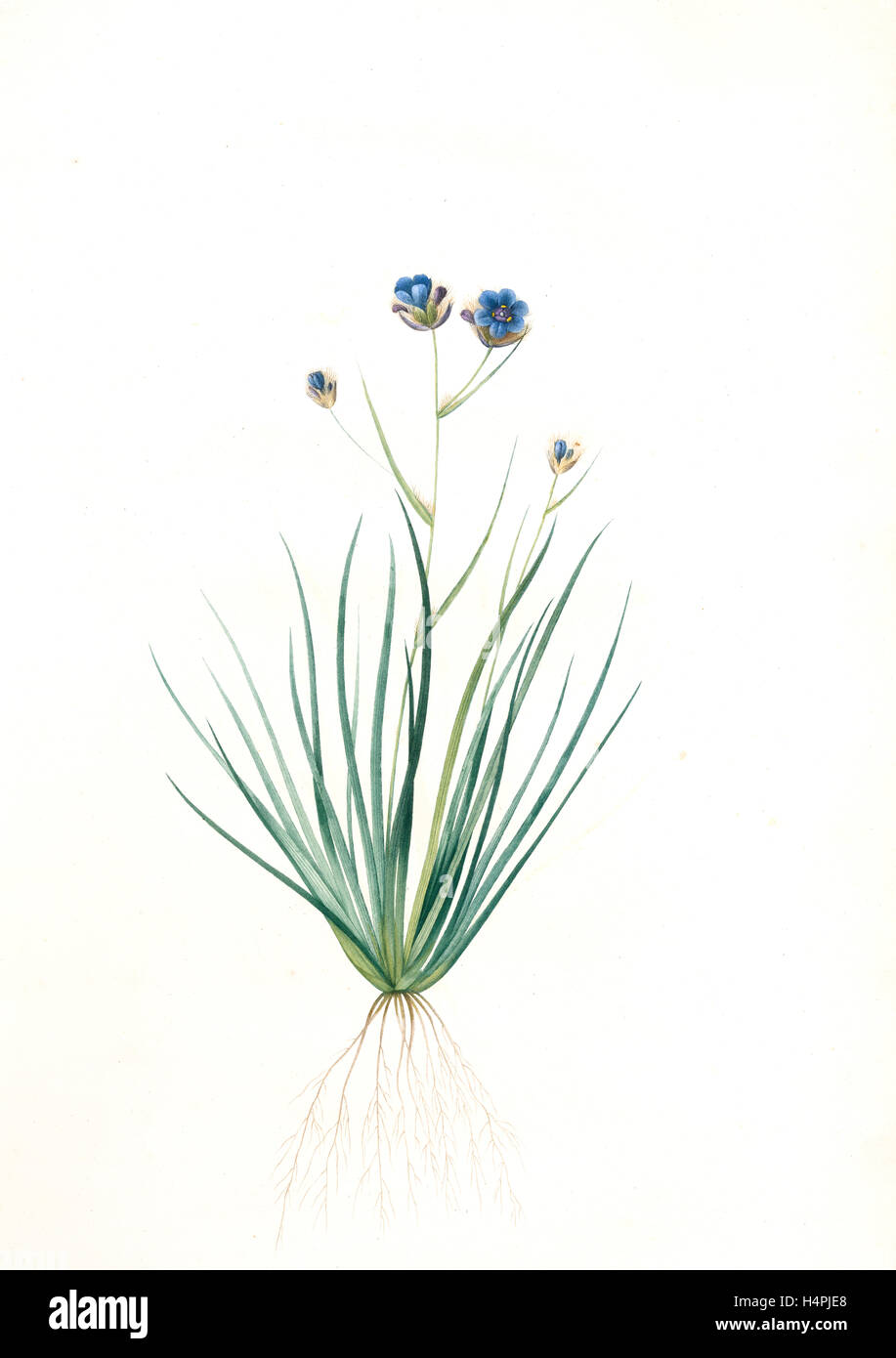 Aristea cyanea, Aristea bleu, erba-lasciava Aristea, Redouté, Pierre Joseph, 1759-1840, les liliacees, 1802 - 1816 Foto Stock