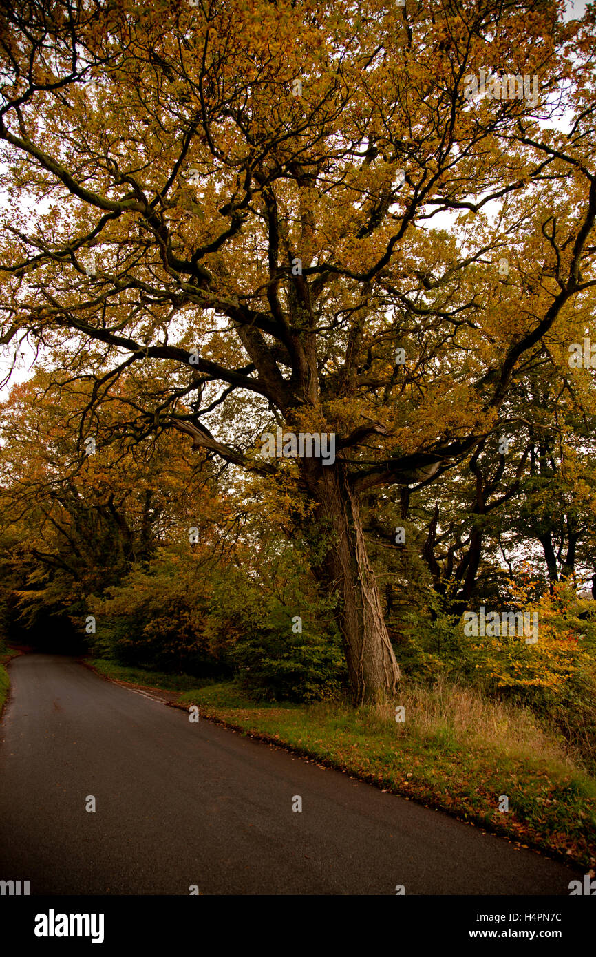 In autunno gli alberi forestali a querce; Wentwood, Monmouthshire Foto Stock