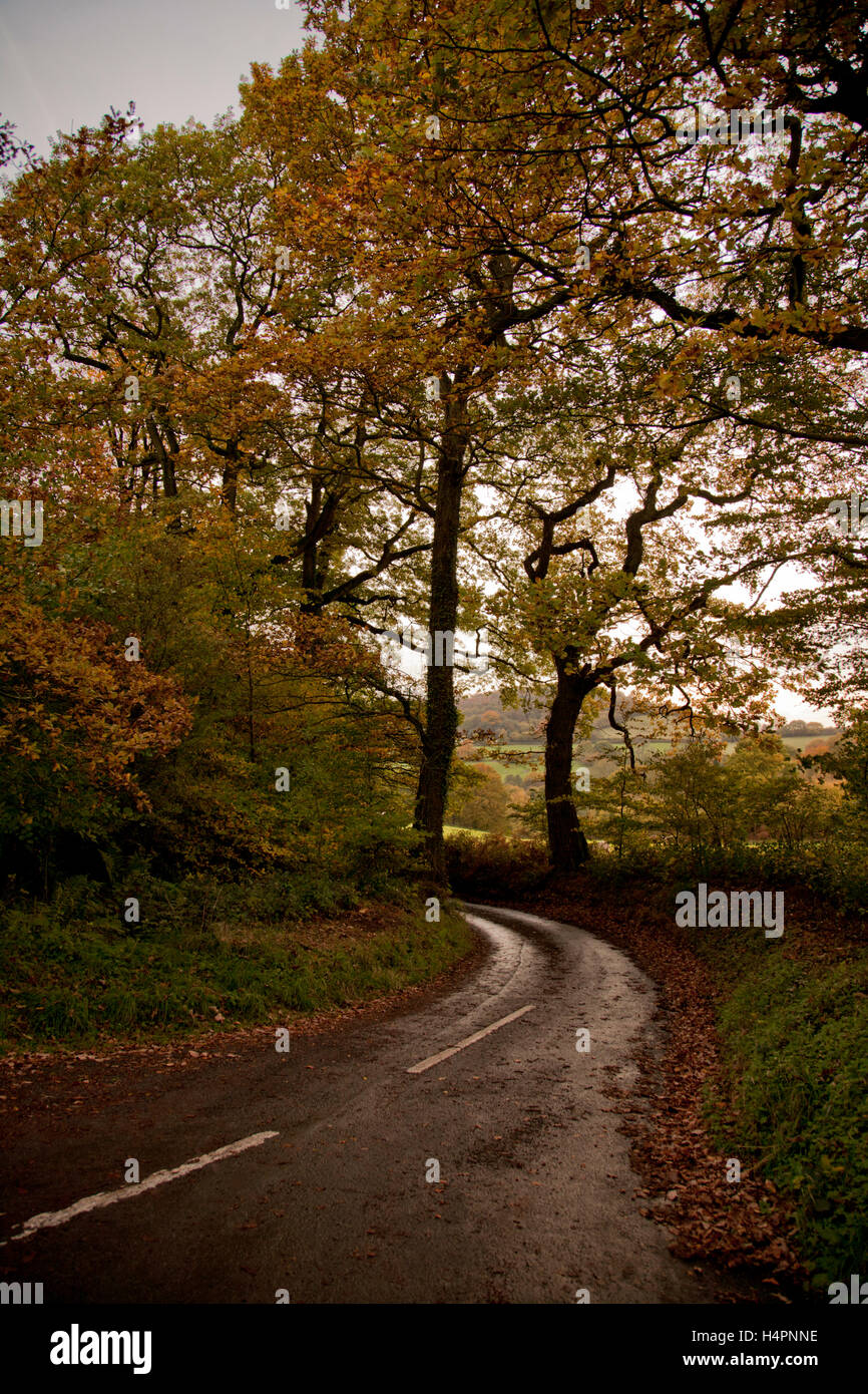 In autunno gli alberi in siepe di Vicolo del paese a Forester querce, Wentwood, Monmouthshire Foto Stock