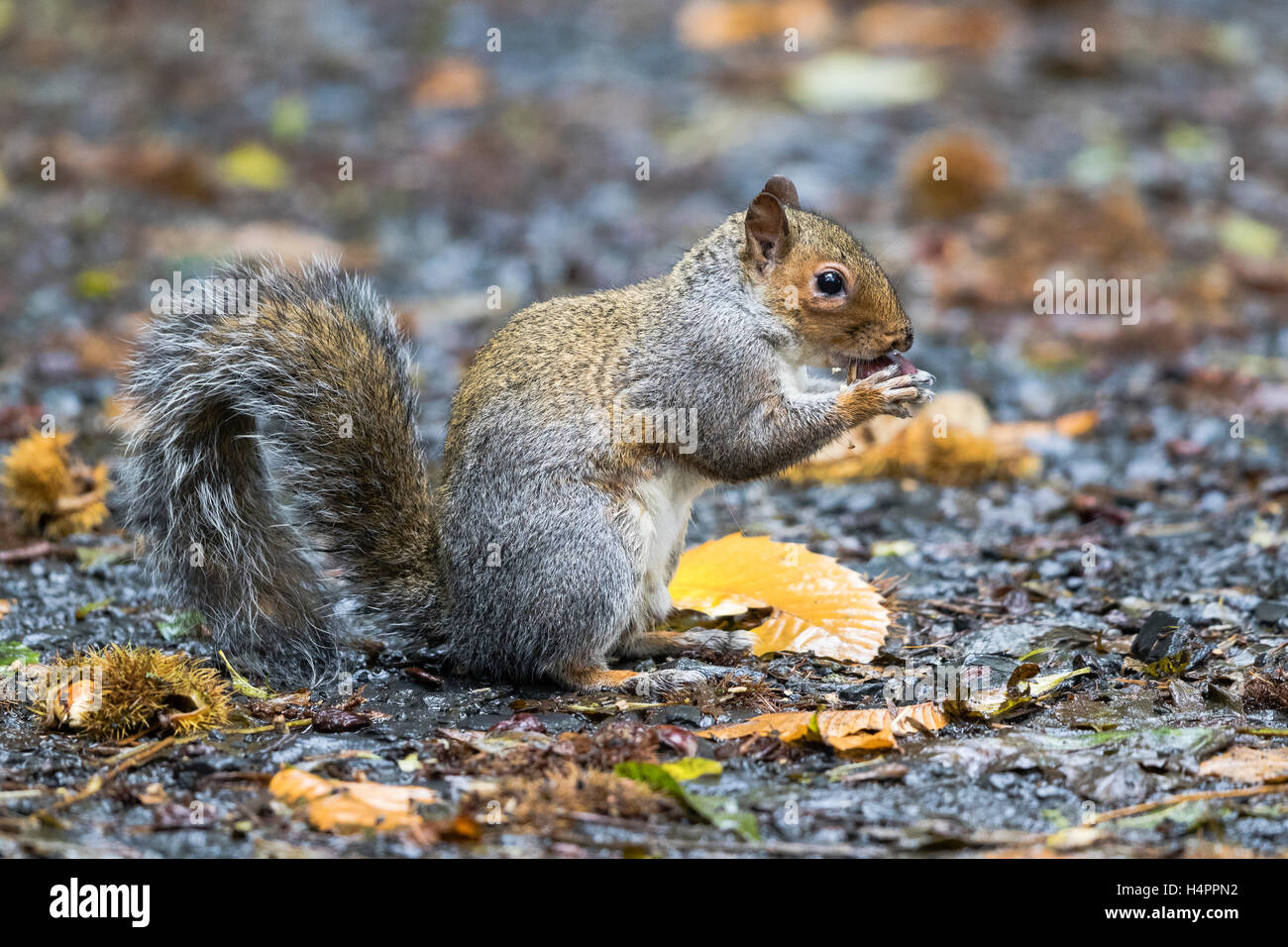 Scoiattolo grigio per foraggio e mangiare le castagne Foto Stock