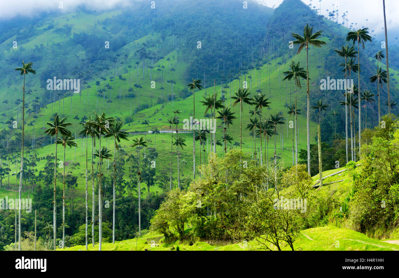 Paesaggio di cera palme in Cocora Valley in Colombia Foto Stock