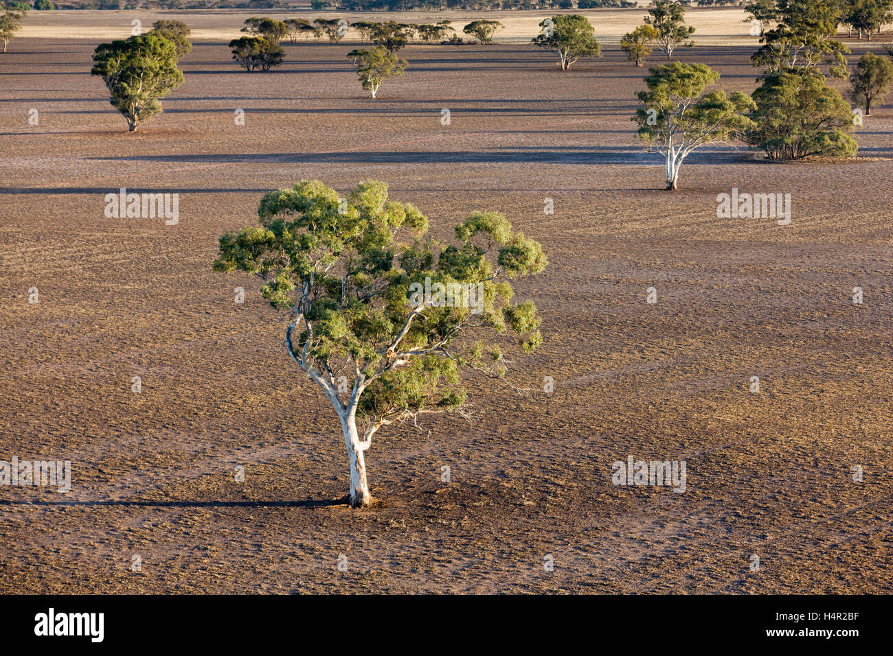 La bassa altitudine areial fotografia di terreni agricoli vicino a Horsham, Western Victoria, Australia Foto Stock