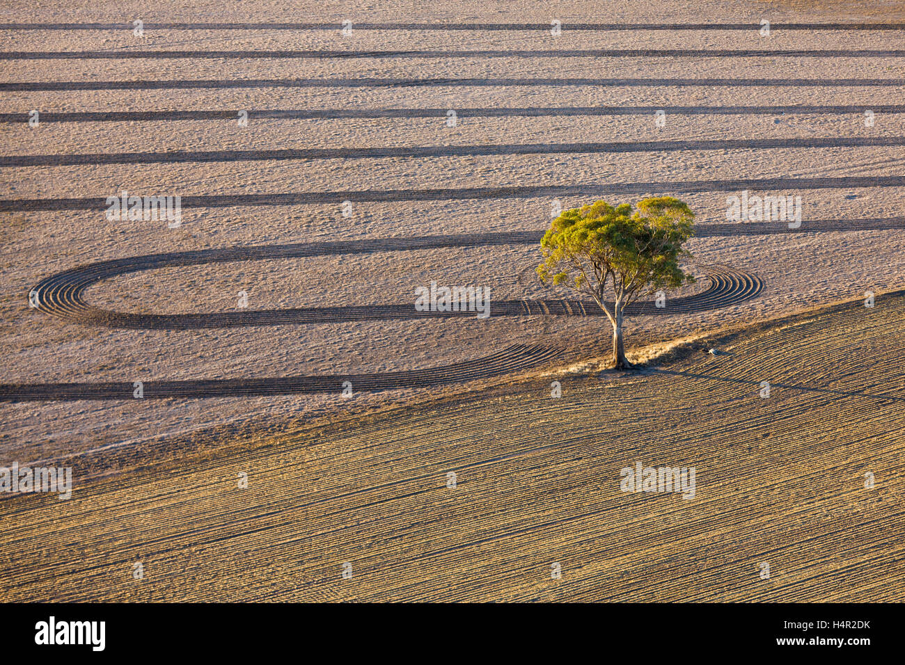La bassa altitudine antenna della terra agricola e gomma Lone Tree in campo vicino Natimuk, Western Victoria, Australia. Foto Stock