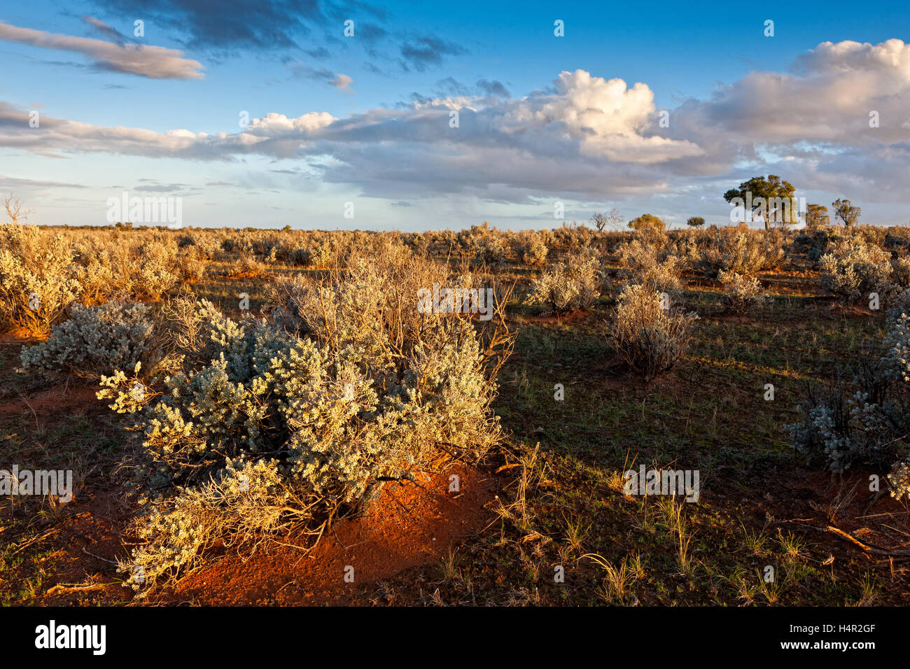 Resistente alla siccità piante resistenti abitano molto del semi aridi terreni di pascolo intorno a Burra in Sud Australia. Foto Stock