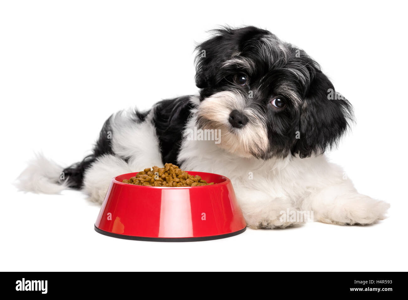 Carino Havanese cucciolo di cane è disteso accanto a un rosso una ciotola di cibo per cani Foto Stock