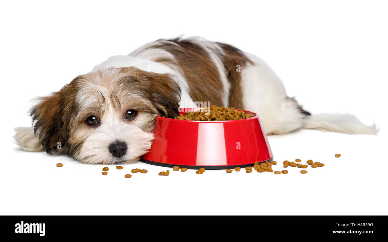 Carino Havanese cucciolo di cane è disteso accanto a un rosso una ciotola di cibo per cani Foto Stock