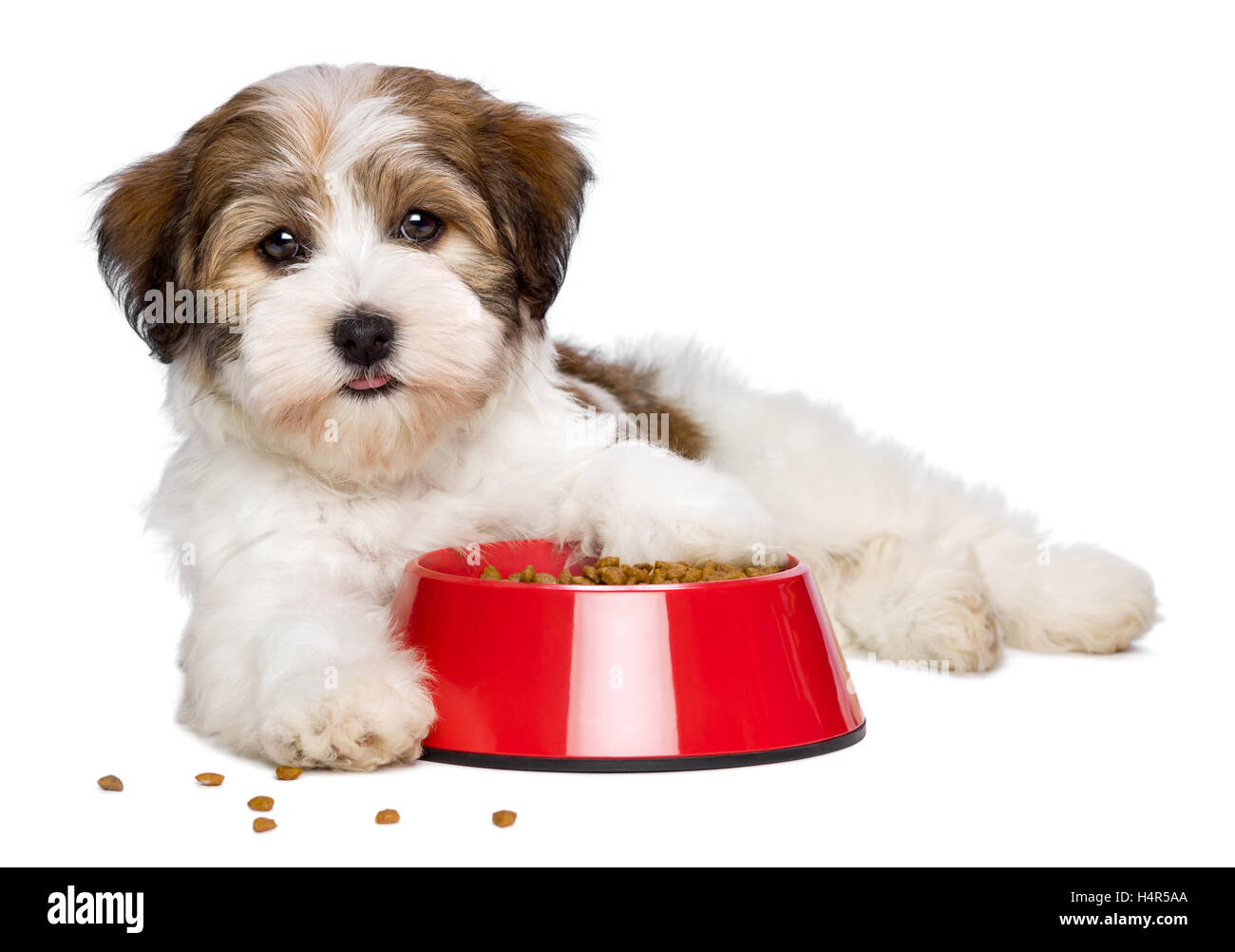 Felice Havanese cucciolo di cane è disteso accanto a un rosso una ciotola di cibo per cani Foto Stock