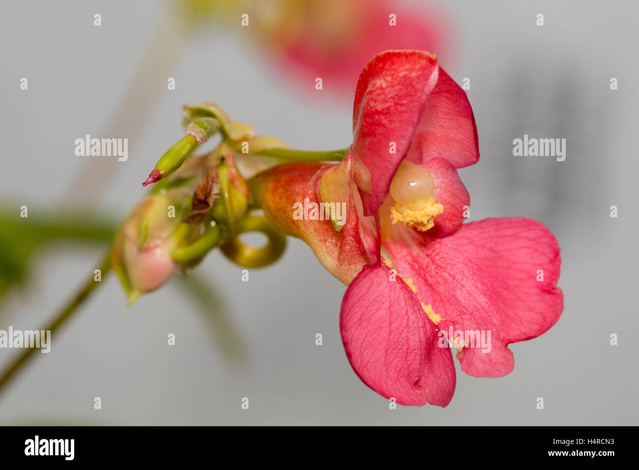 Unico fiore della radice hardy perenne tuberosa occupato lizzie Impatiens rothii Foto Stock