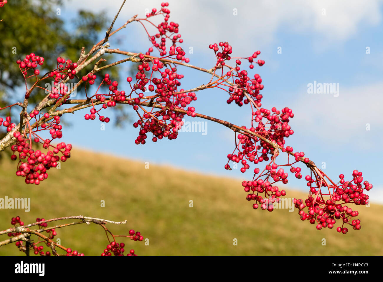 Bacca di colore rosa carico ramo d'autunno dei cinesi rowan, Sorbus  pseudohupehensis "pagoda rosa Foto stock - Alamy