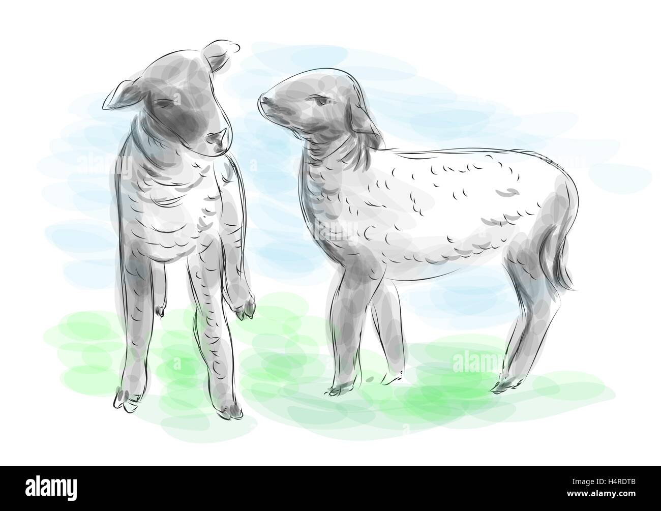 Agnelli. due pecorelle in prato verde Illustrazione Vettoriale