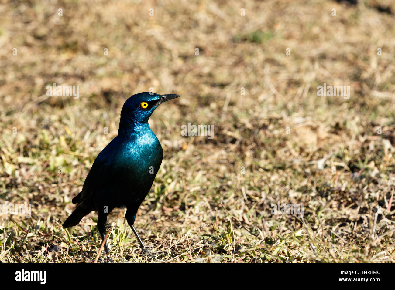 Rosso lucido con spallamento uccello con occhio giallo in piedi in campo. Foto Stock