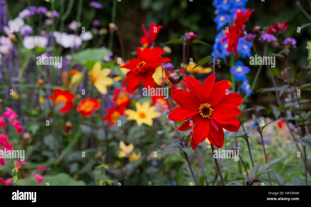 Splendida fioritura rossa dalie in cottage flower Border con uno sfondo verde Foto Stock