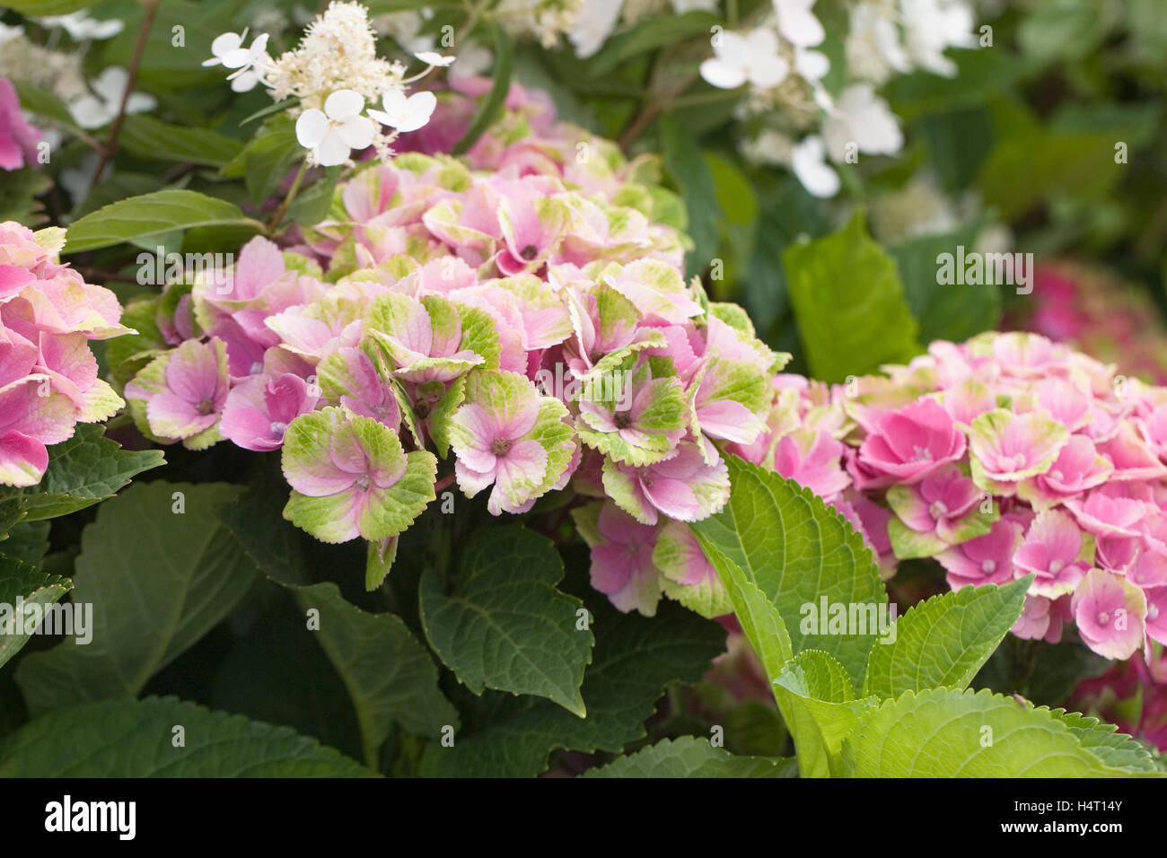 Hydrangea macrophylla 'Magical' ametista Foto Stock