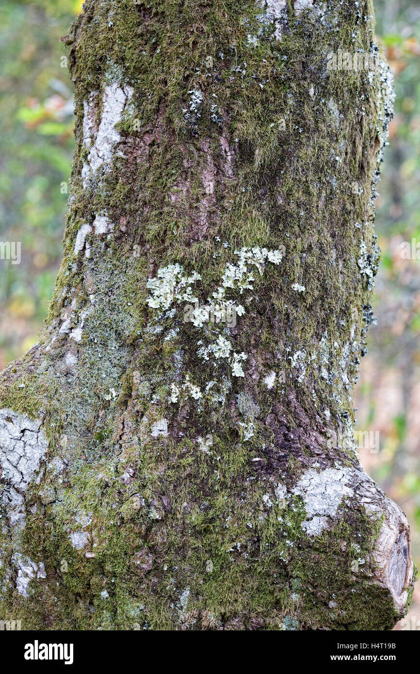 Licheni e muschi a copertura di corteccia di albero Foto stock - Alamy