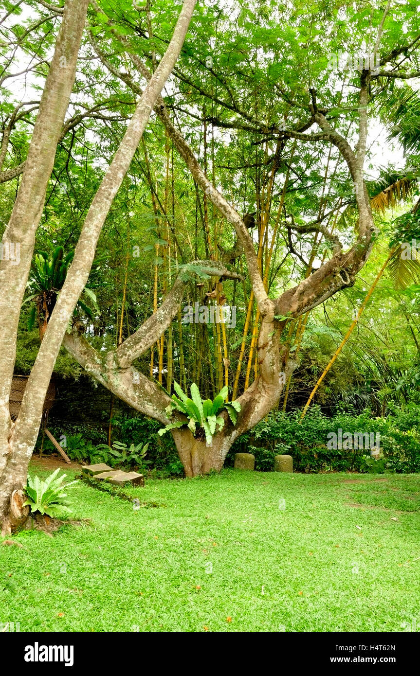 Delonix regia con Bird's Nest fern Foto Stock