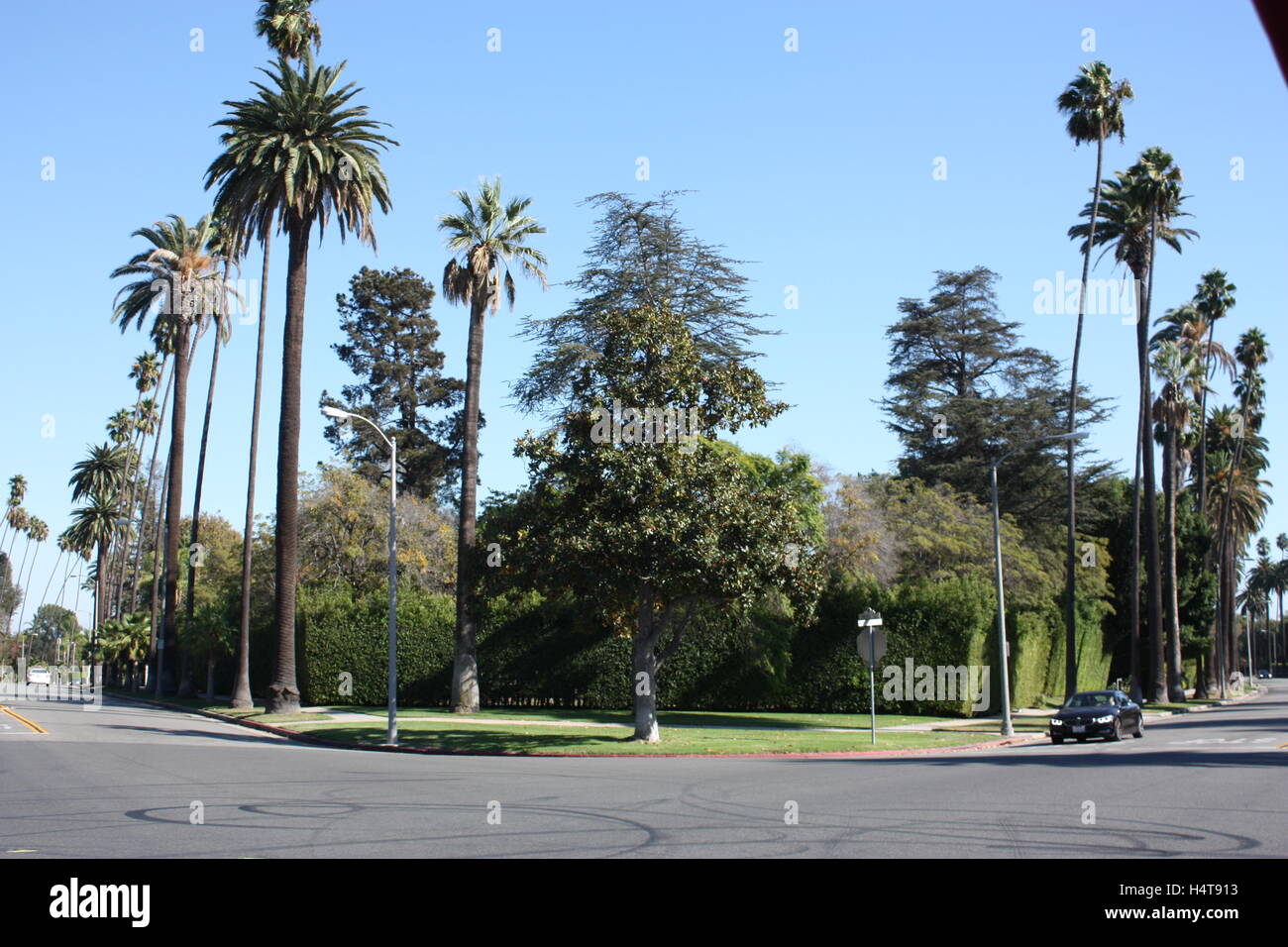 Le palme in Los Angeles California - Hollywood Beverly Hills Foto Stock