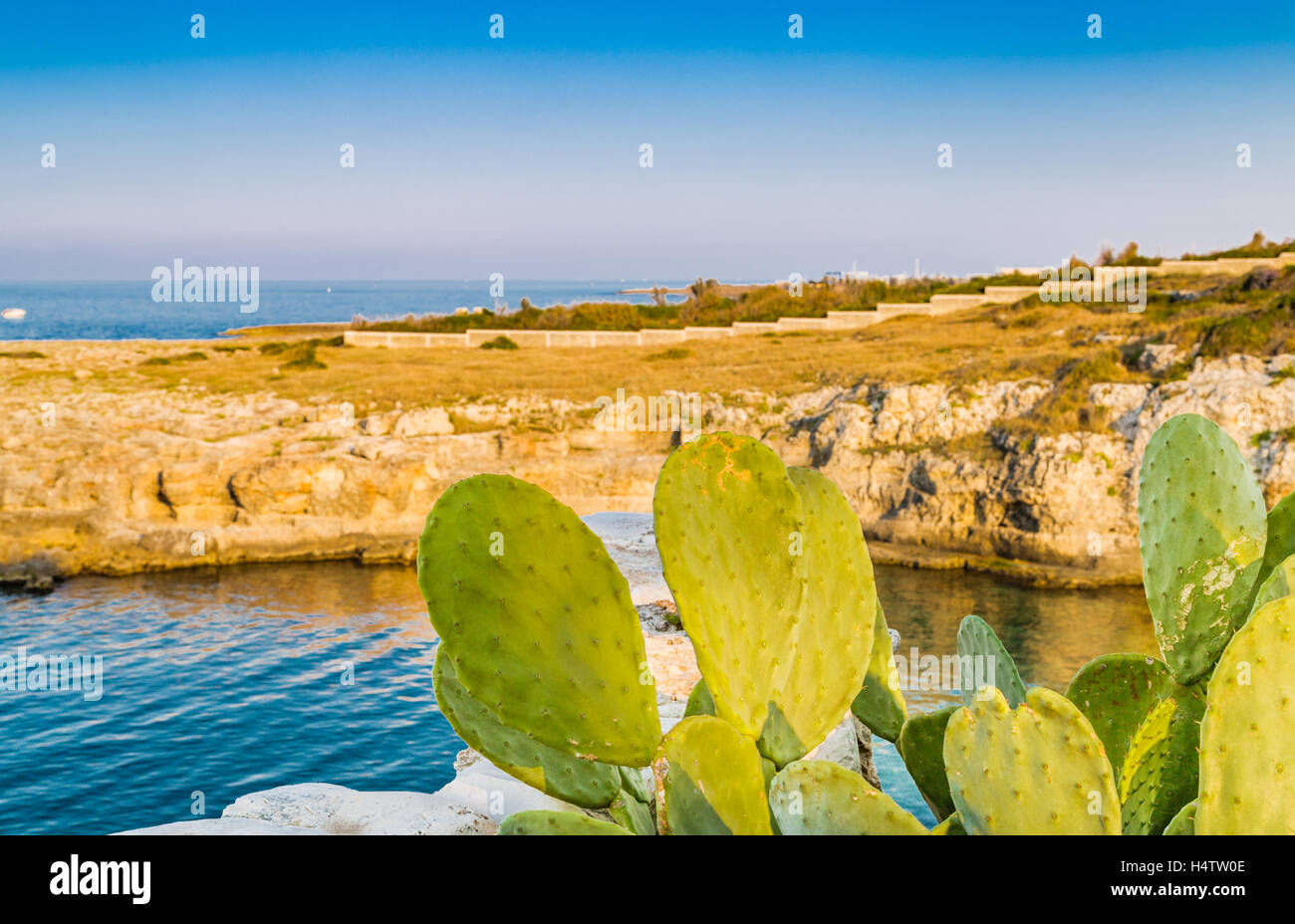 Le pale di cactus in costa di Polignano in Puglia in Italia Foto Stock