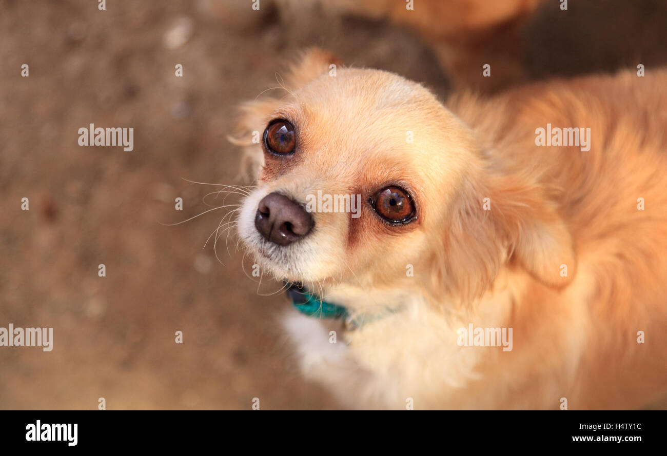 Piccola bionda dai capelli lunghi Chihuahua razza cane con grandi occhi mendica per alimenti Foto Stock