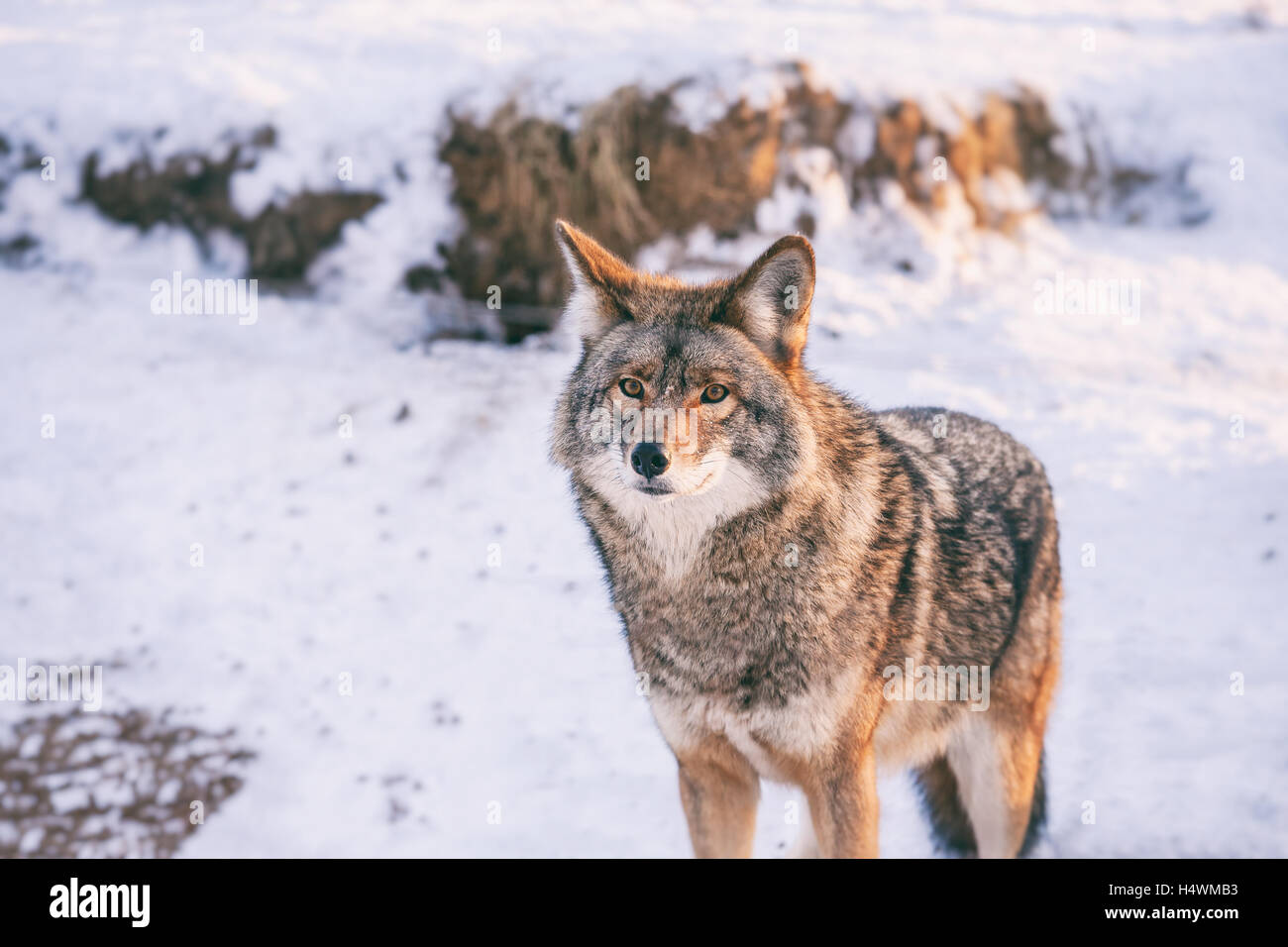 Coyote in inverno presso Omega Park, Quebec, Canada Foto Stock