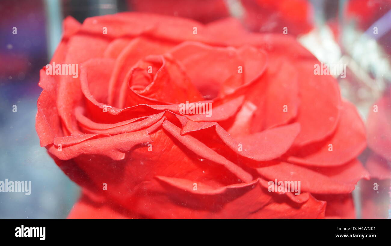 Petali di rosa, rosso che non sono dimenticati con memorie di amore che nel cuore si trovano preziosi Foto Stock