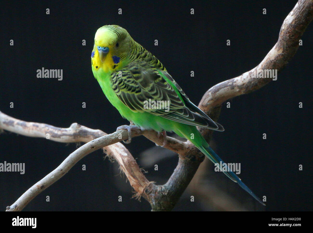 Australian maschio Budgerigar parrocchetto (Melopsittacus undulatus), rivolta verso la telecamera Foto Stock