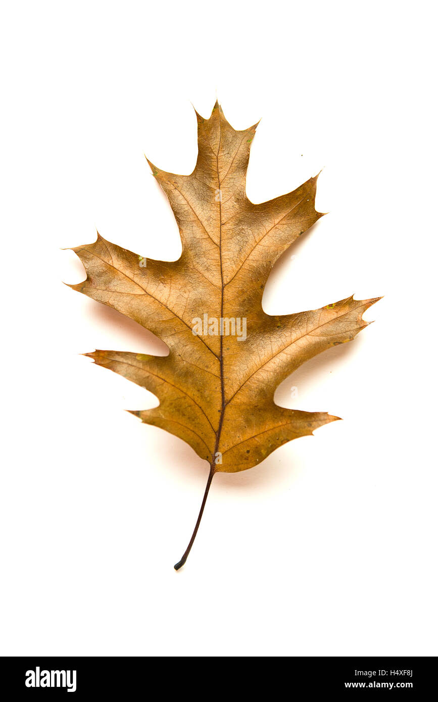 Caduto Foglie di autunno di una quercia in su bianco Foto Stock