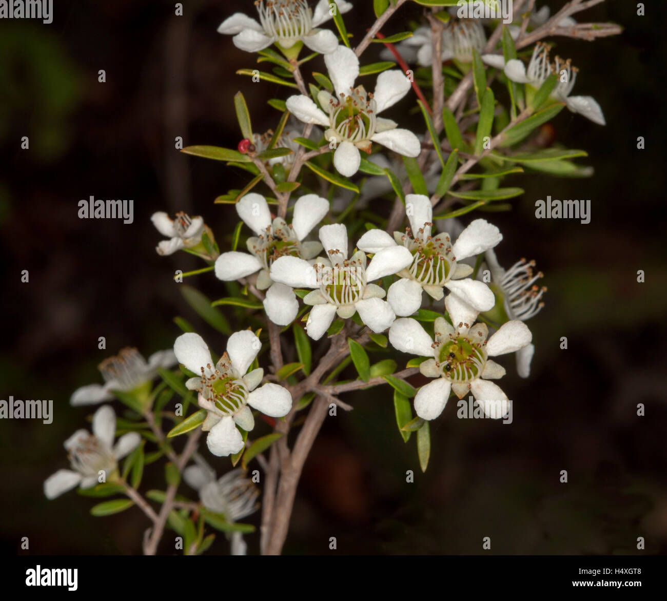 Grappolo di fiori bianchi con i centri di verde e foglie di Leptospermum polygalifolium / flavescens, Australia tea tree su sfondo scuro Foto Stock