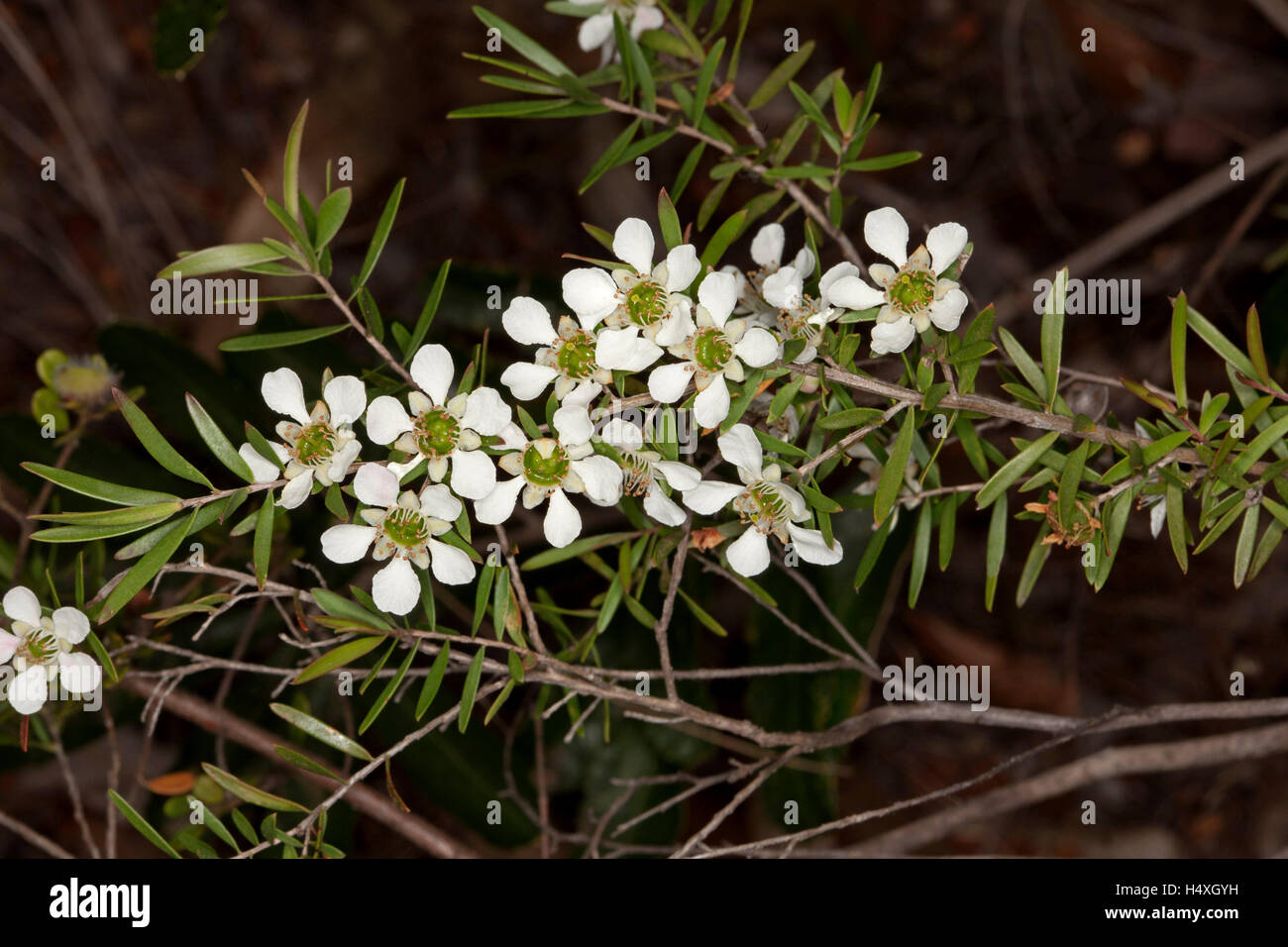 Grappolo di fiori bianchi con i centri di verde e foglie di Leptospermum polygalifolium / flavescens, Australia tea tree su sfondo scuro Foto Stock