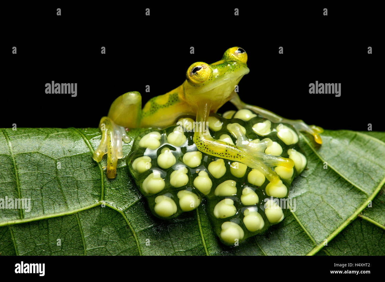 Maschio (glassfrog Hyalinobatrachium aureoguttatum) a guardia di una frizione di uova, Choco foresta pluviale, Canande Fiume Riserva, Ecuador Foto Stock