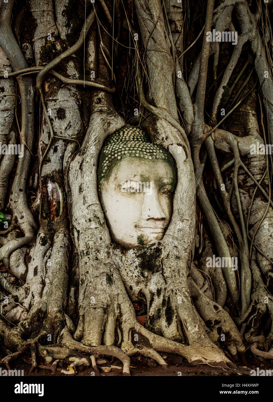 Testa di Buddha statua incorporare in radici di albero. Antica scultura in pietra arenaria di Wat Mahathat. Ayutthaya, Thailandia. Foto Stock