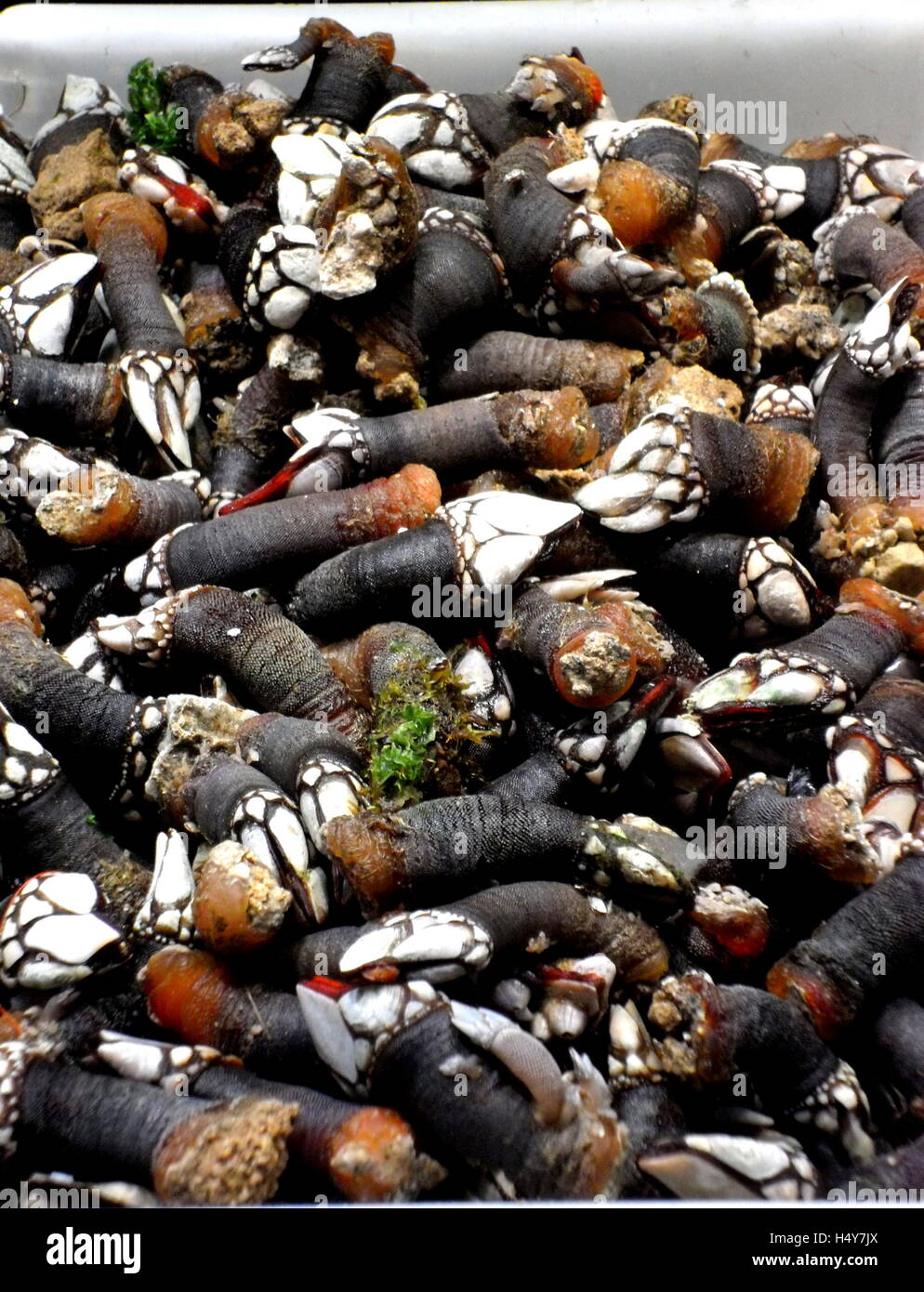 Goose cirripedi, percebes dalla Galizia in Spagna, su un fresco in stallo il mercato centrale di Barcellona. Foto Stock