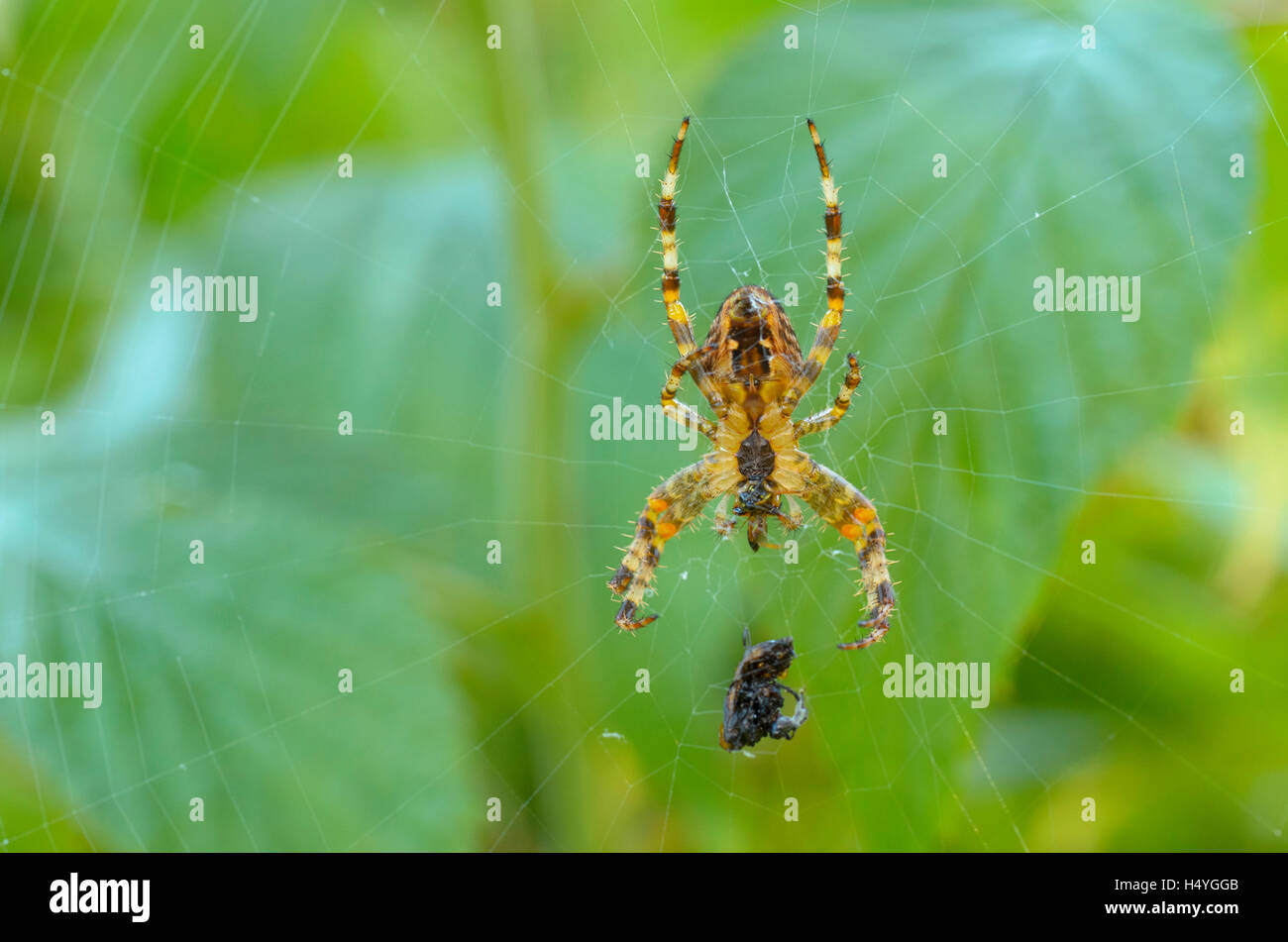 Giardino spider (Araneus diadematus) nel suo web con la preda, Foresta Turingia, Turingia, Germania Foto Stock