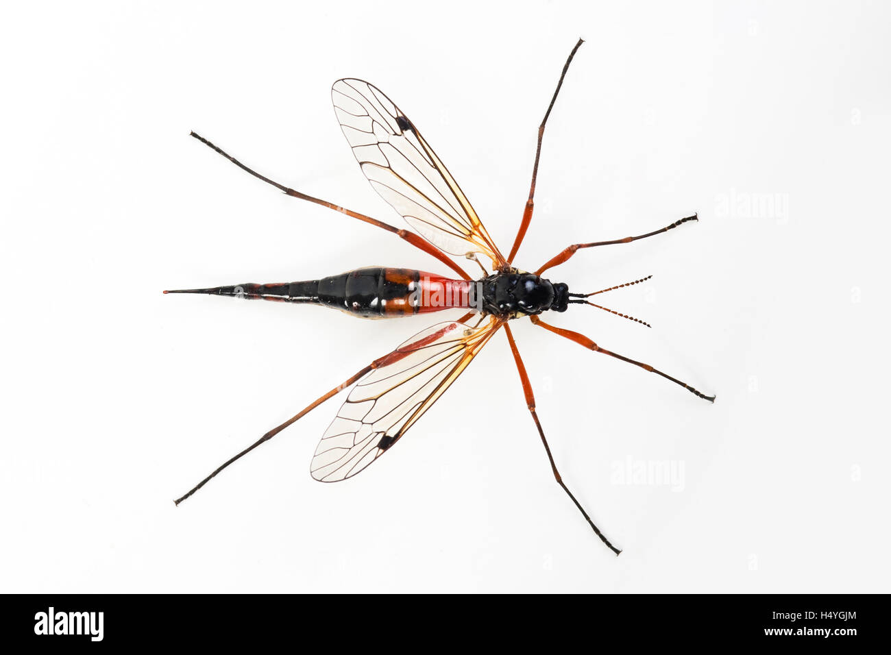 Gigante pettine sabre-horn cranefly (Tanyptera atrata) Foto Stock