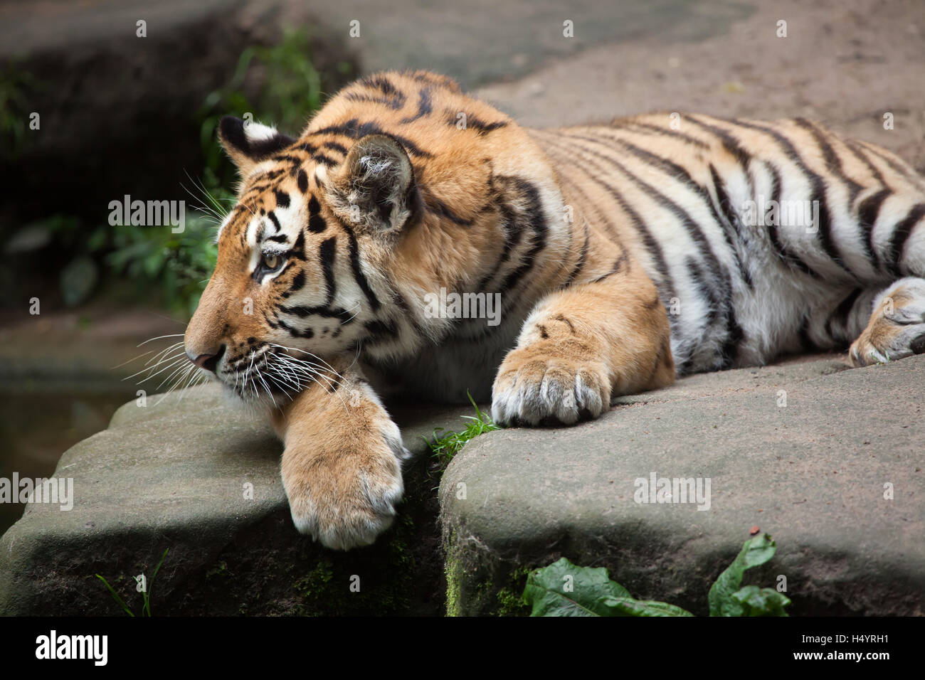 Uno-anno-vecchio tigre siberiana (Panthera tigris altaica) chiamato Aljoscha presso lo Zoo di Norimberga a Norimberga, Baviera, Germania. Due Siber Foto Stock