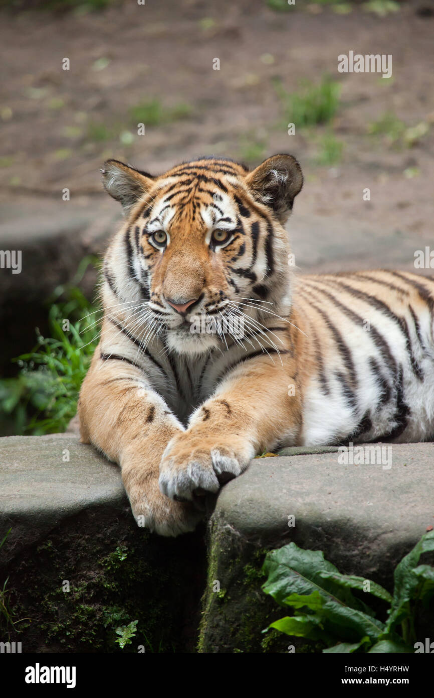 Uno-anno-vecchio tigre siberiana (Panthera tigris altaica) chiamato Aljoscha presso lo Zoo di Norimberga a Norimberga, Baviera, Germania. Due Siber Foto Stock