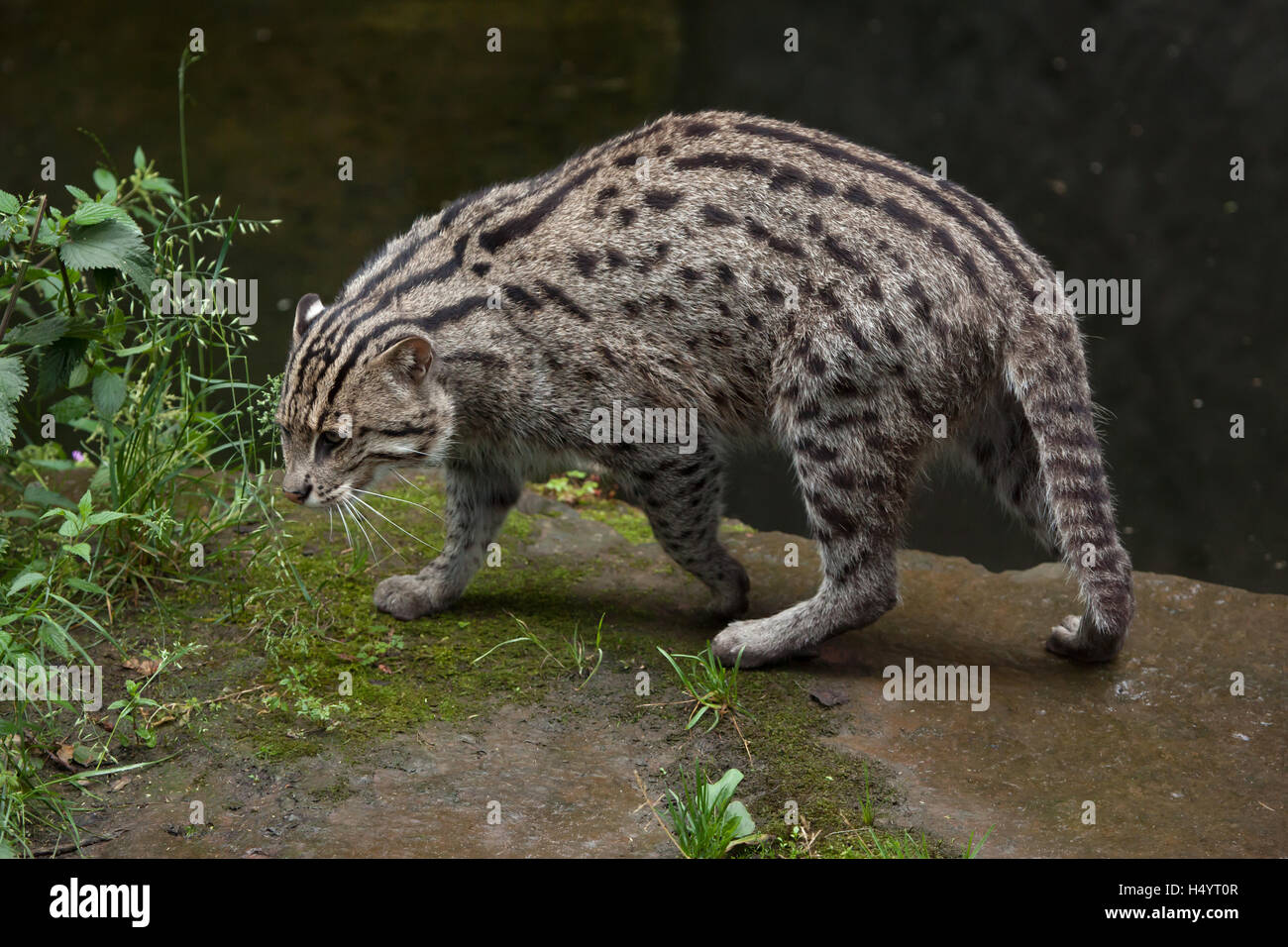 La pesca cat (Prionailurus viverrinus) presso lo Zoo di Norimberga a Norimberga, Baviera, Germania. Foto Stock