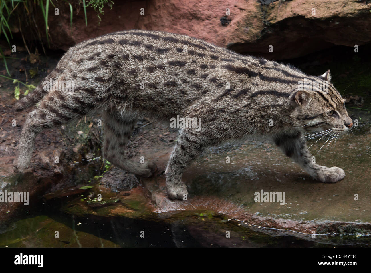La pesca cat (Prionailurus viverrinus) presso lo Zoo di Norimberga a Norimberga, Baviera, Germania. Foto Stock