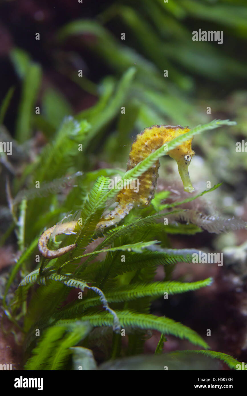 Cavalluccio marino assottigliata (Hippocampus reidi), noto anche come il cavalluccio marino longsnout. La fauna animale. Foto Stock