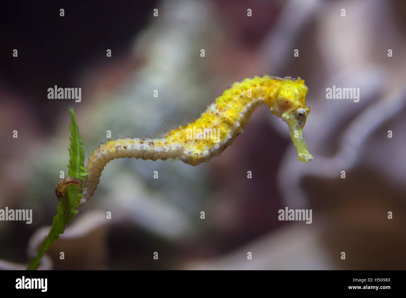Cavalluccio marino assottigliata (Hippocampus reidi), noto anche come il cavalluccio marino longsnout. La fauna animale. Foto Stock